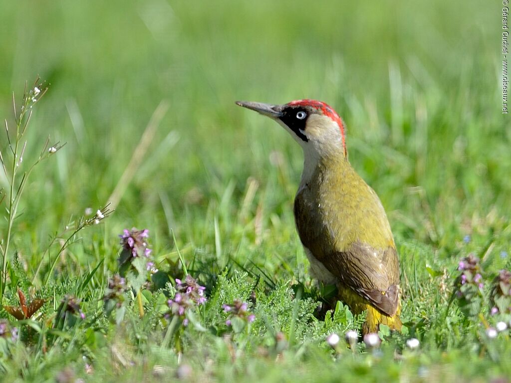 European Green Woodpecker