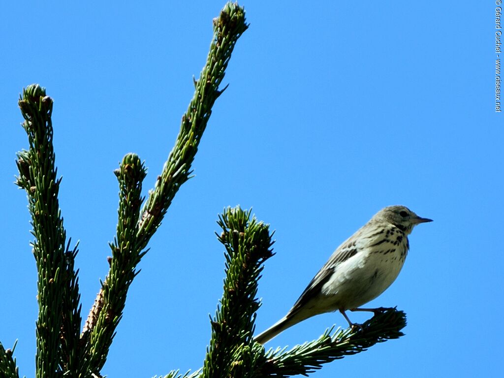 Pipit des arbres, identification
