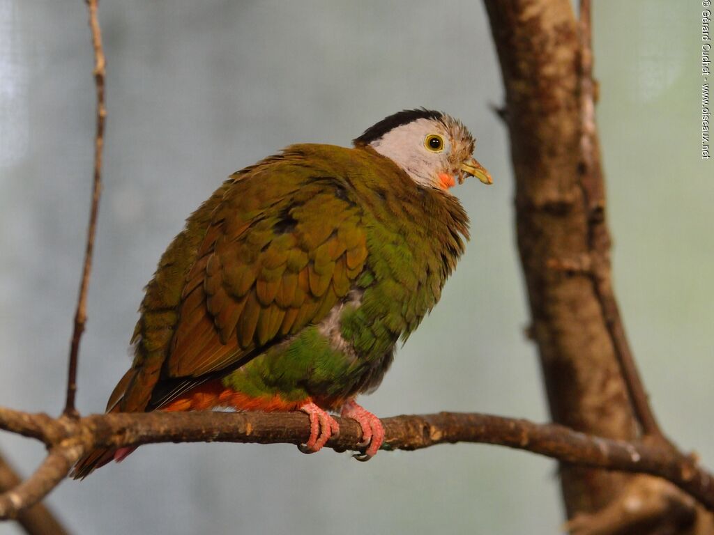 Black-naped Fruit Dove
