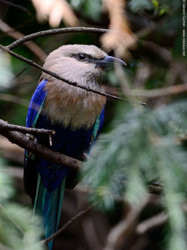 Blue-bellied Roller