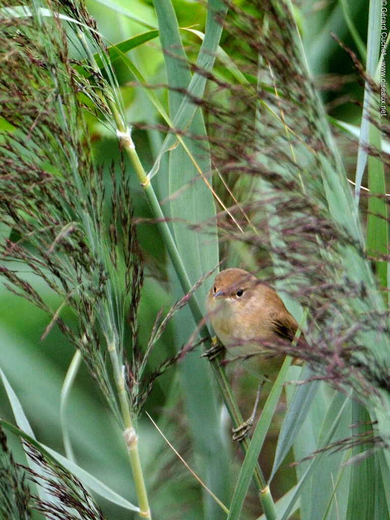 Rousserolle effarvatte