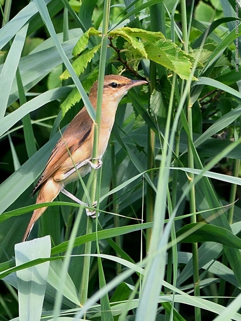 Great Reed Warbler