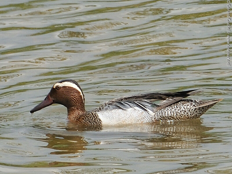 Sarcelle d'été mâle