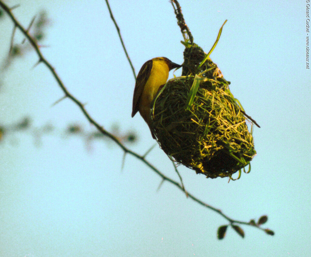 Rüppell's Weaver