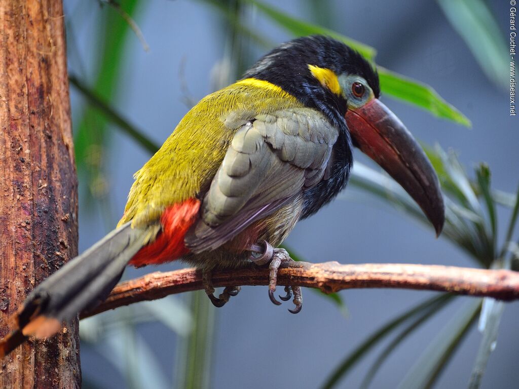 Toucanet koulik