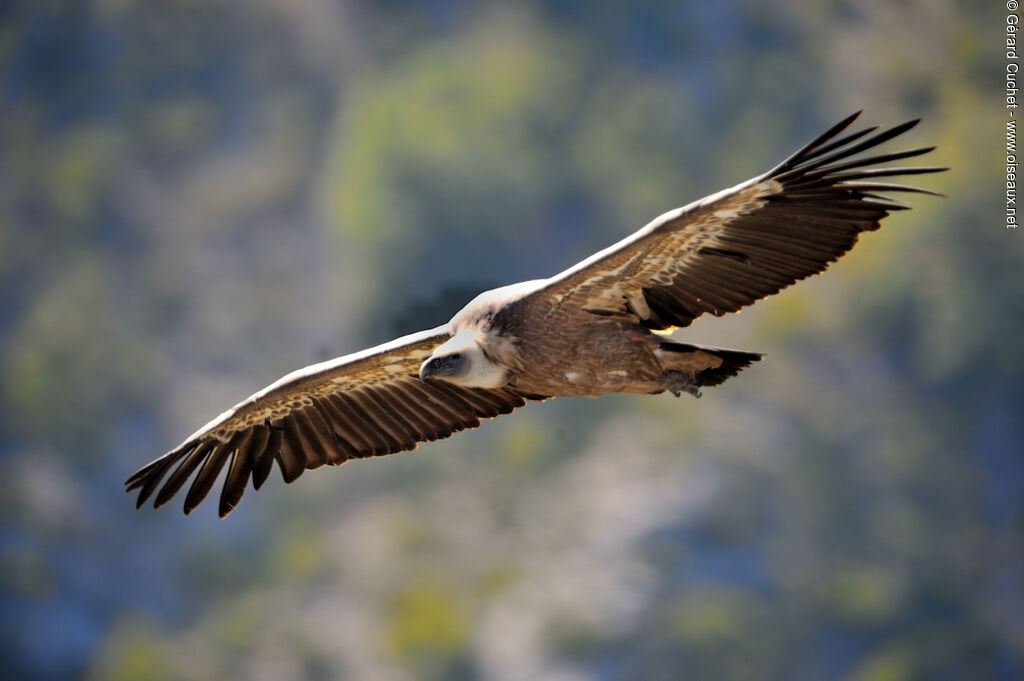 Vautour fauve