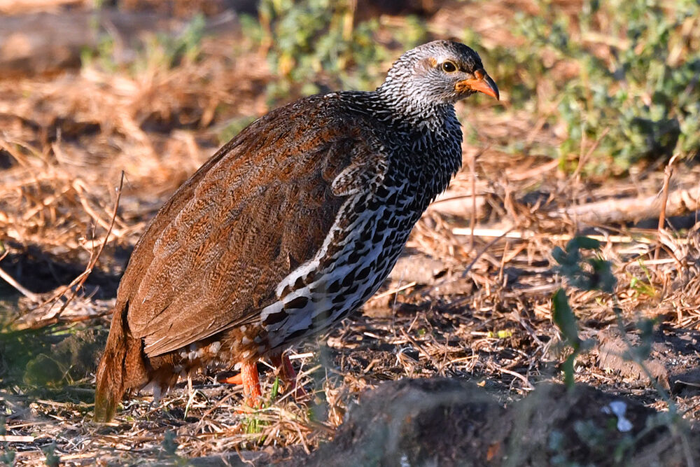 Francolin de Hildebrandt