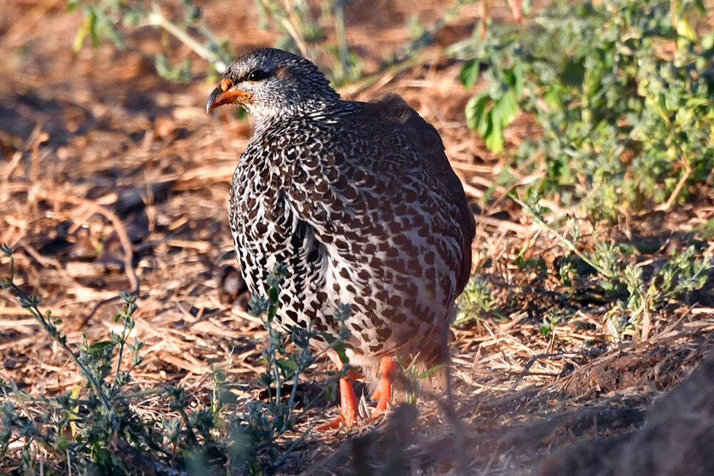 Francolin de Hildebrandt