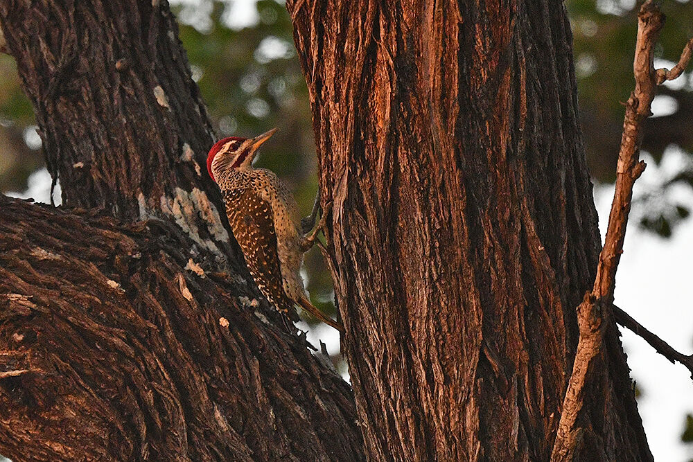 Speckle-throated Woodpecker