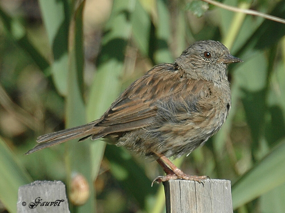 Dunnock