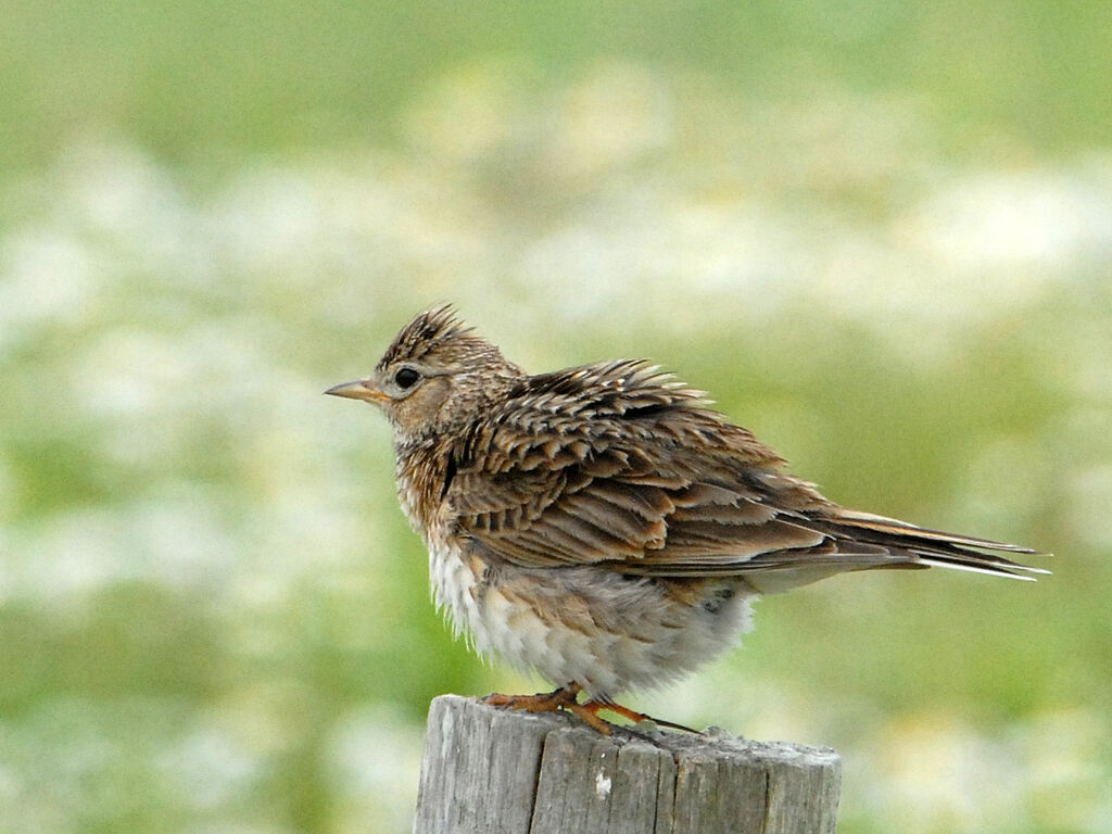 Eurasian Skylark, identification, Behaviour