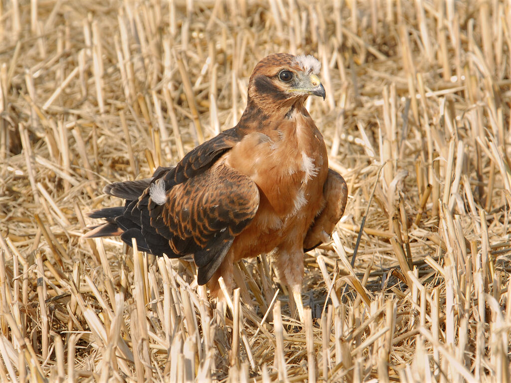 Montagu's Harrierjuvenile