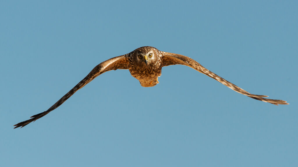 Hen Harrieradult breeding, Flight, Behaviour