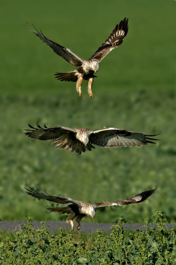 Rough-legged Buzzard, Flight, Behaviour