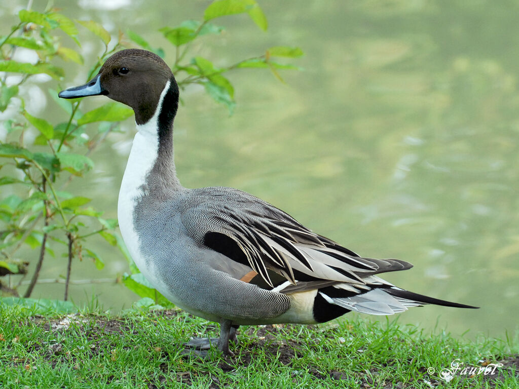 Canard pilet mâle