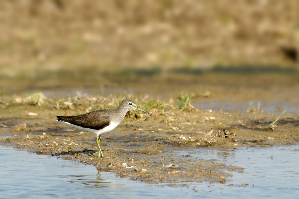 Green Sandpiper, identification