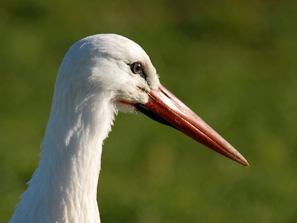 Cigogne blancheadulte internuptial