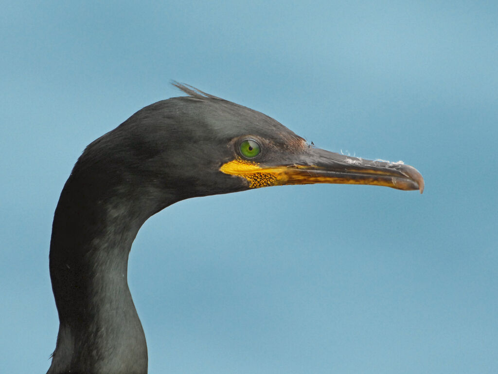 Cormoran huppé, identification
