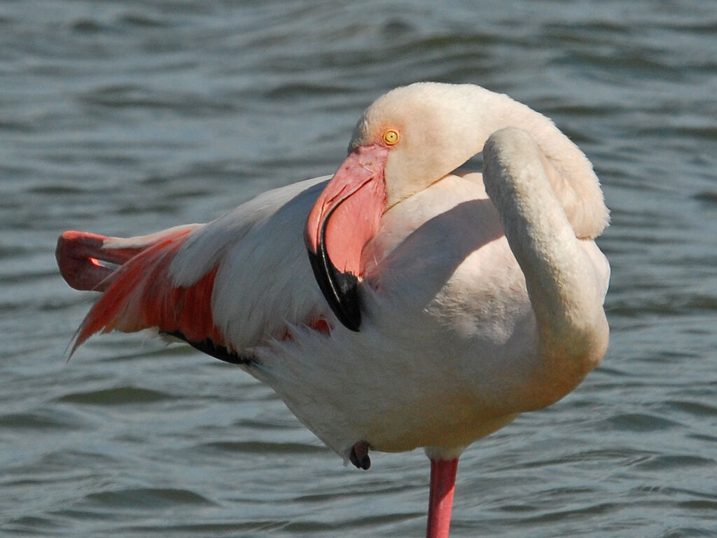 Flamant rose