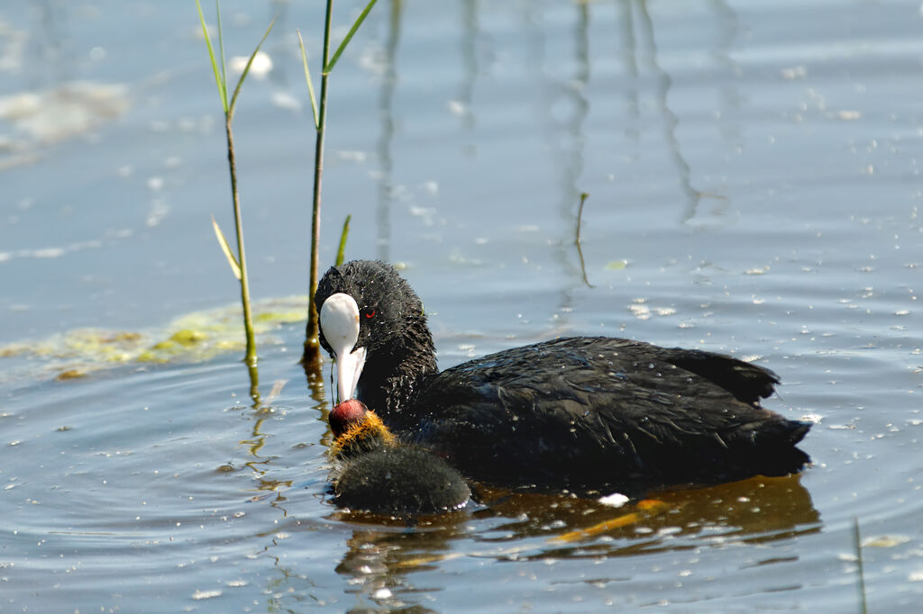Eurasian Cootadult breeding, identification, Reproduction-nesting