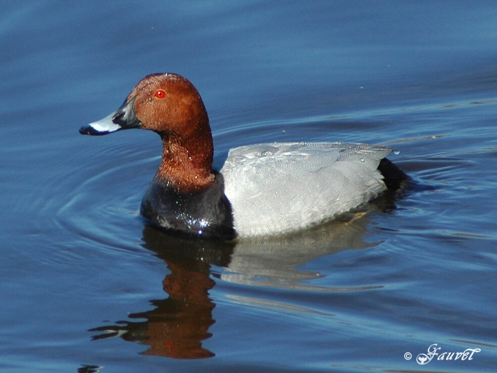 Common Pochard male adult breeding