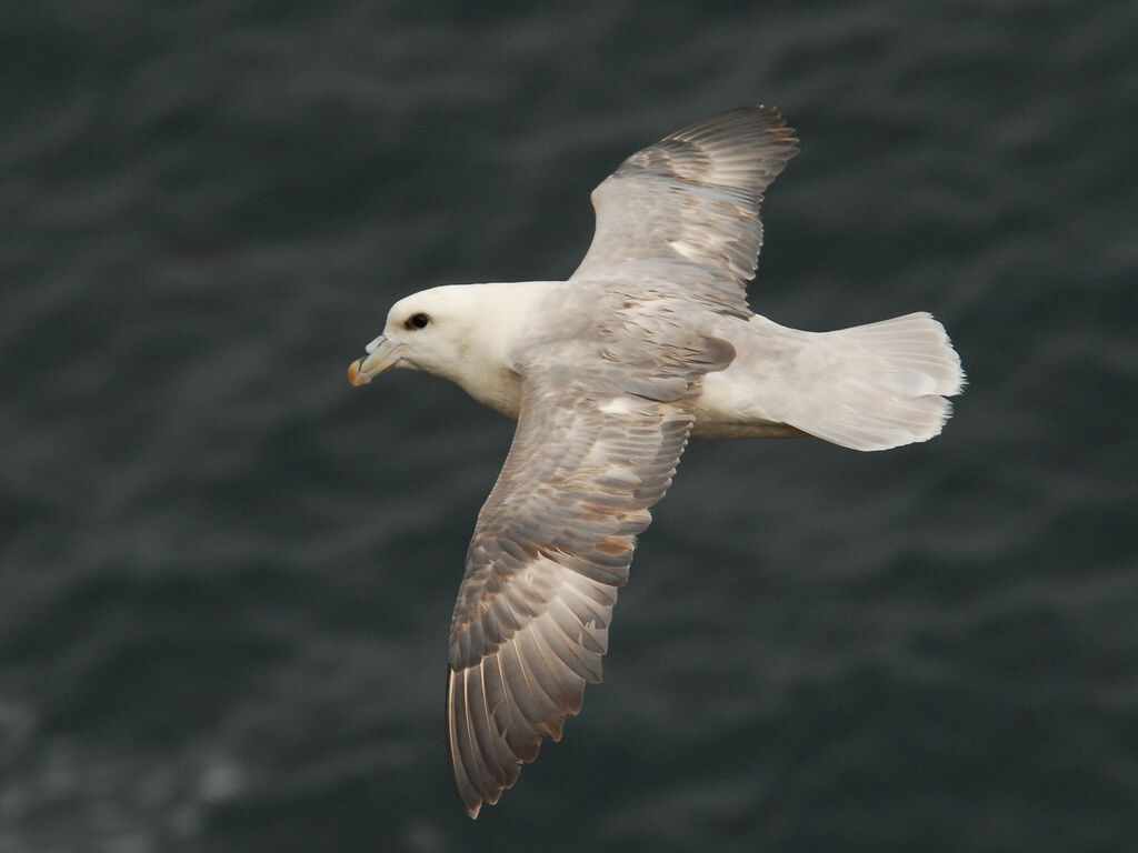 Northern Fulmaradult, Flight
