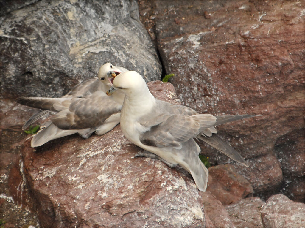Northern Fulmaradult, identification, Behaviour