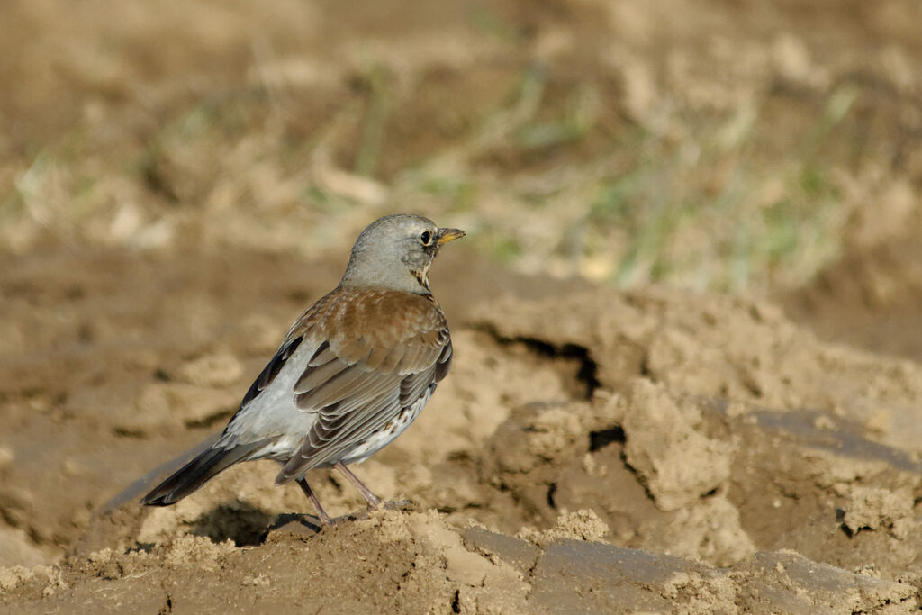 Grive litorneadulte internuptial, identification