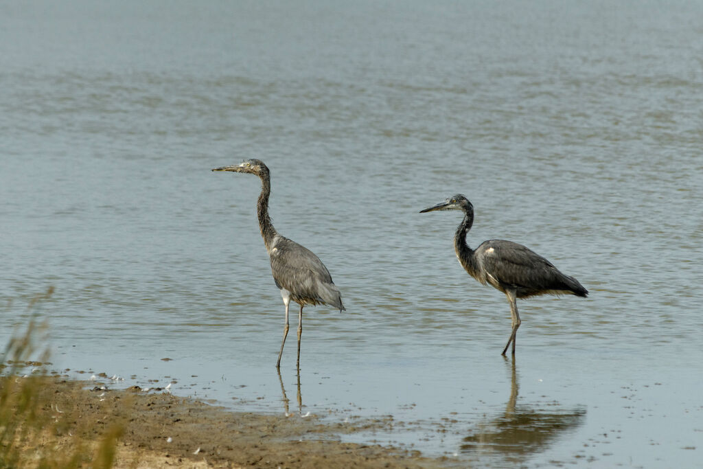 Grey Heronjuvenile, identification