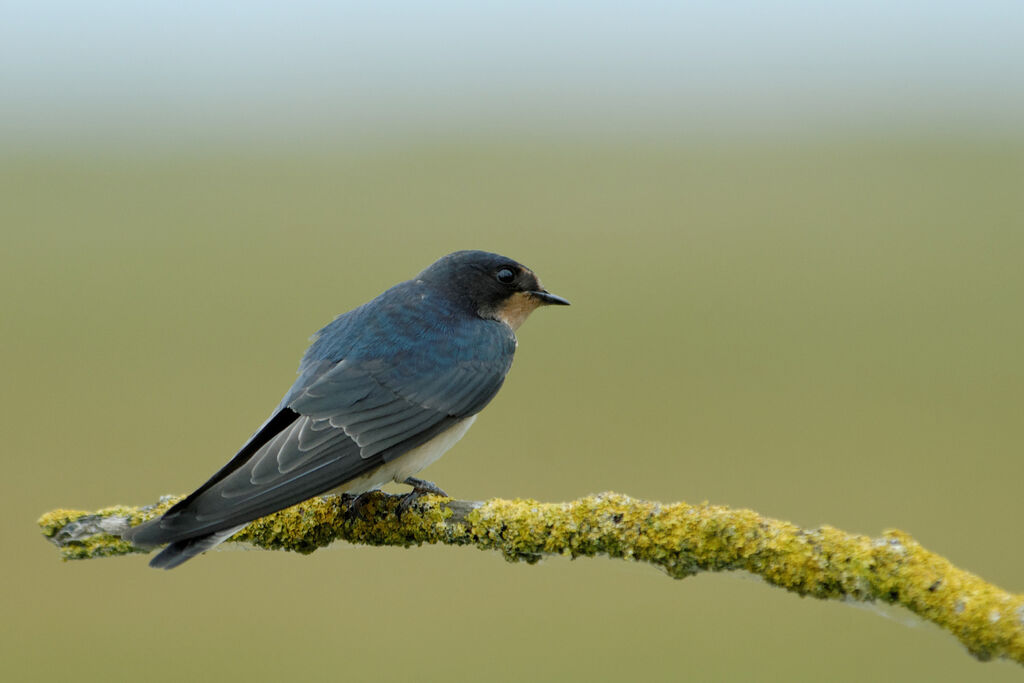 Hirondelle rustique