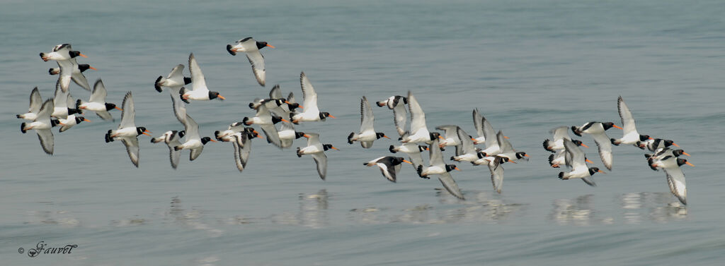 Eurasian Oystercatcher
