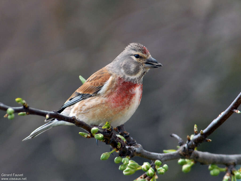 Common Linnet male adult breeding, pigmentation