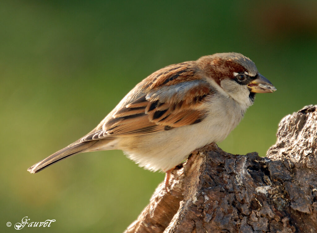 Moineau domestique mâle