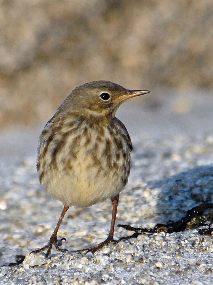 Pipit maritimejuvénile