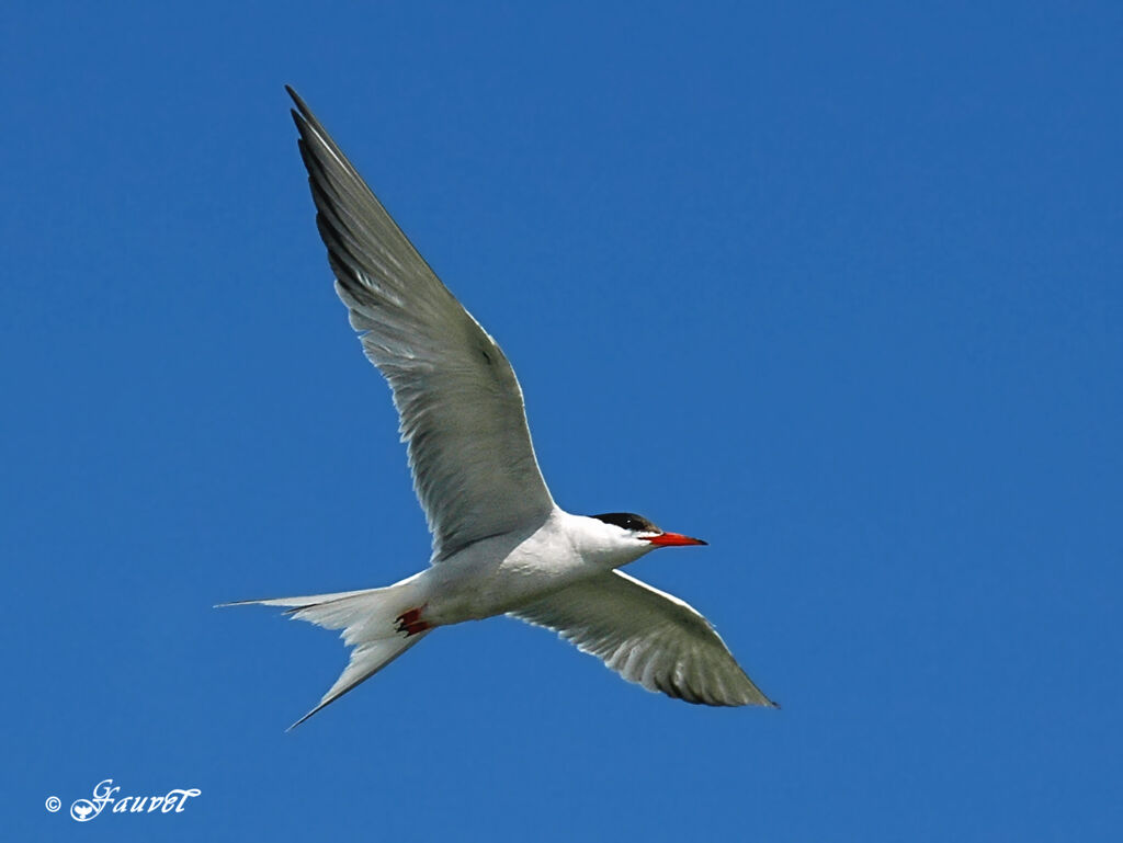 Common Tern
