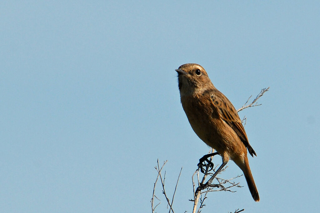 European Stonechat female, identification
