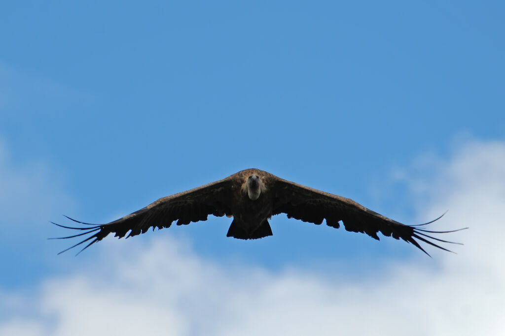 Vautour fauve, Vol