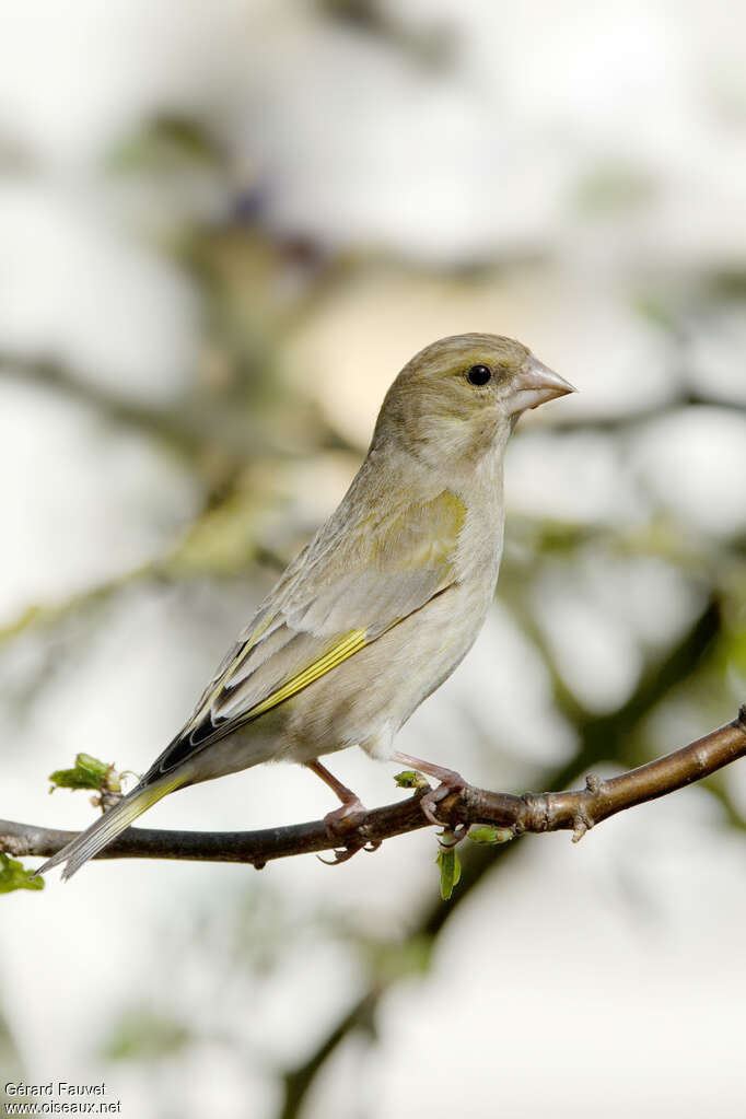 European Greenfinch female adult, identification