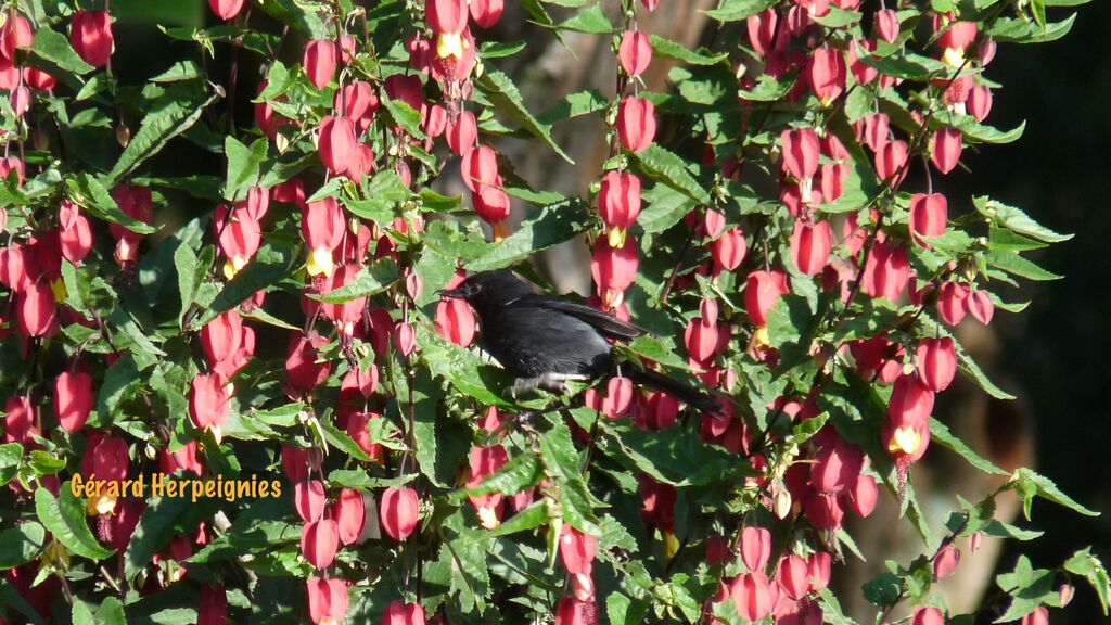 White-sided Flowerpiercer