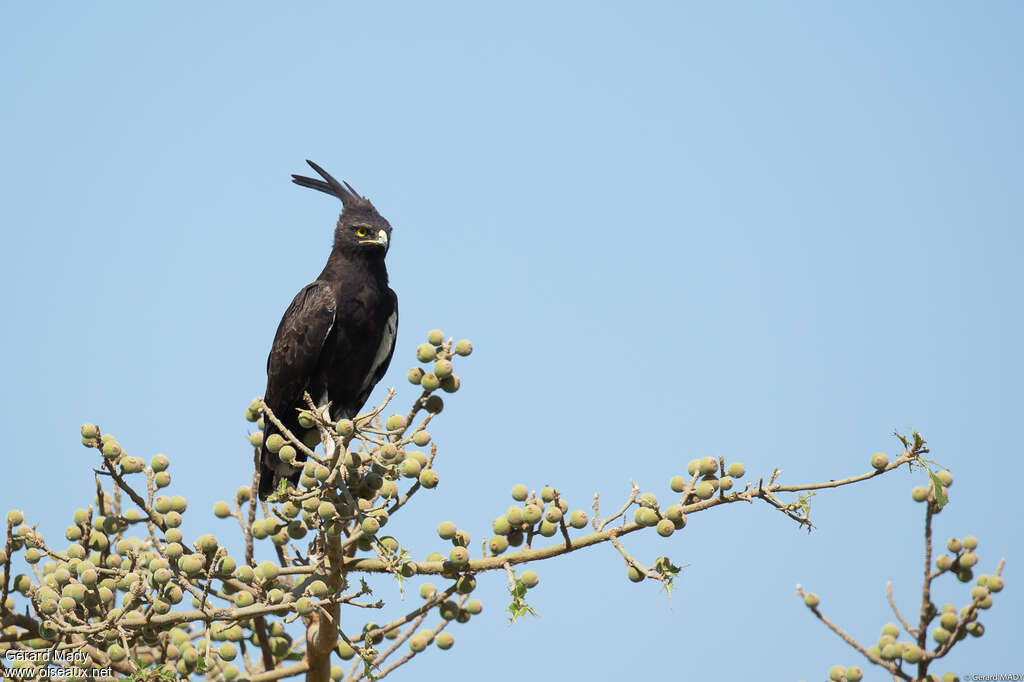 Long-crested Eagleadult, habitat