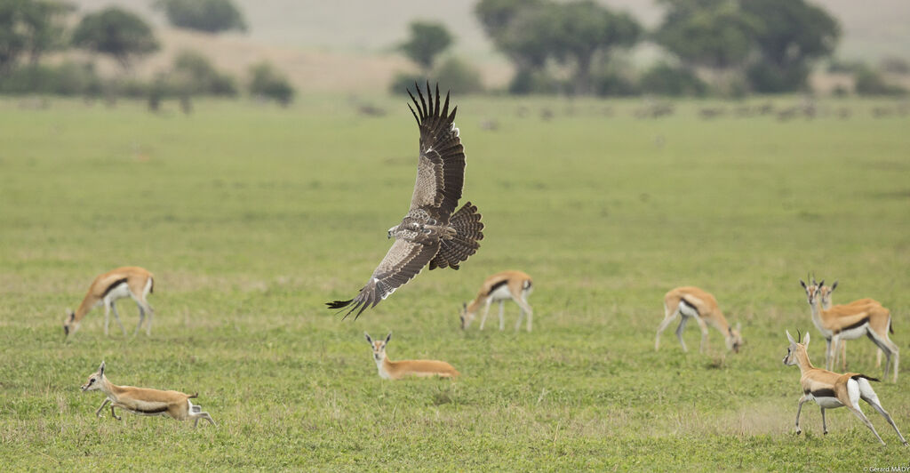 Martial Eagle
