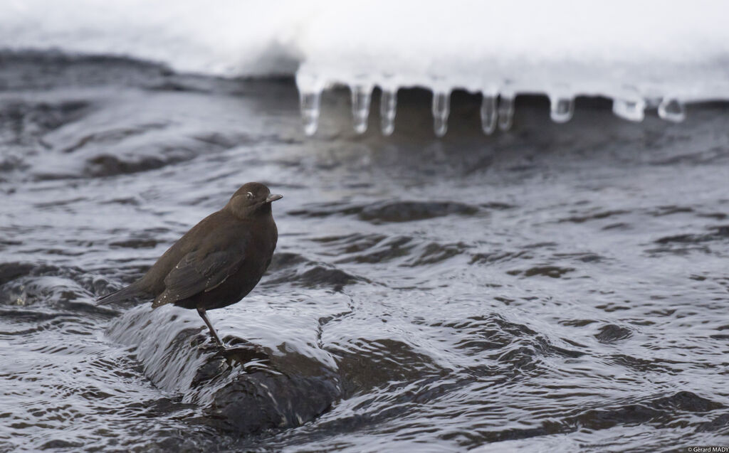 Brown Dipper
