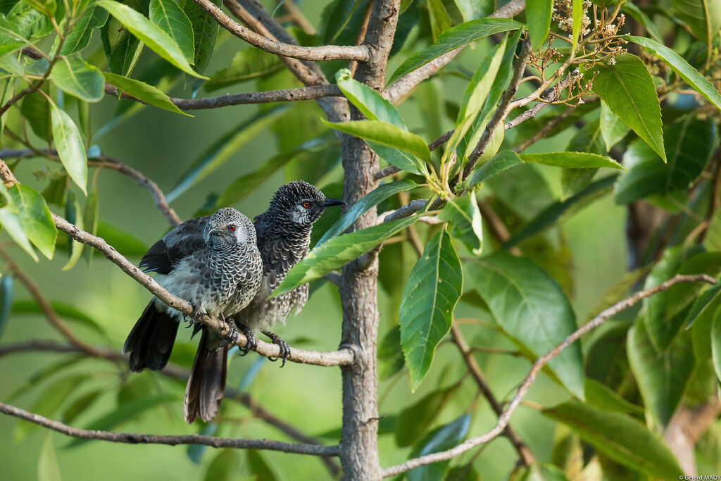 White-rumped Babbler