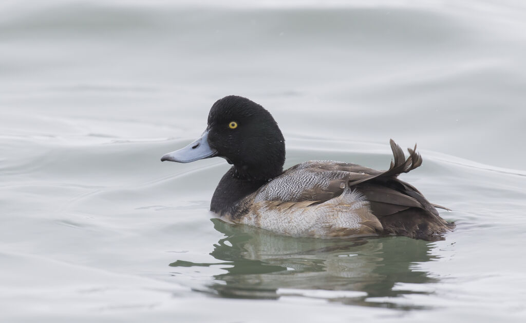 Greater Scaup