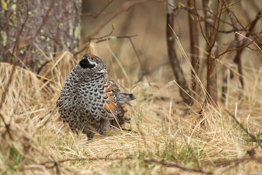 Hazel Grouse