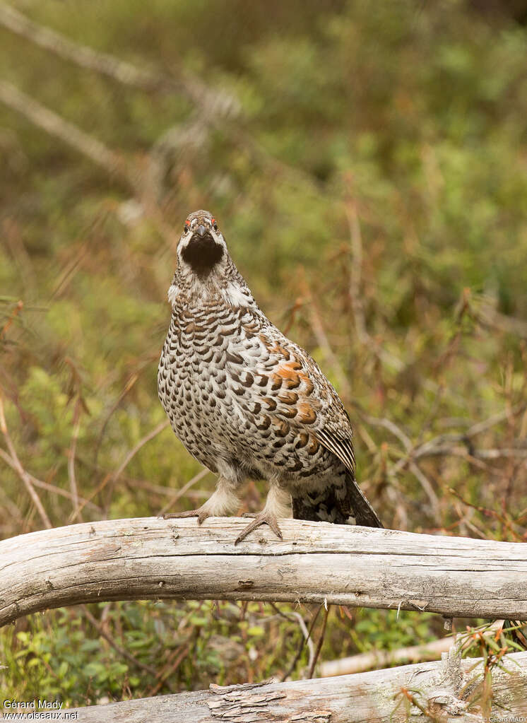 Hazel Grouse male adult, pigmentation