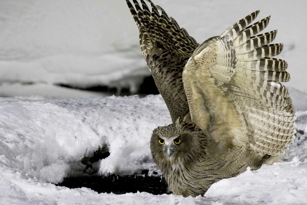 Blakiston's Fish Owl