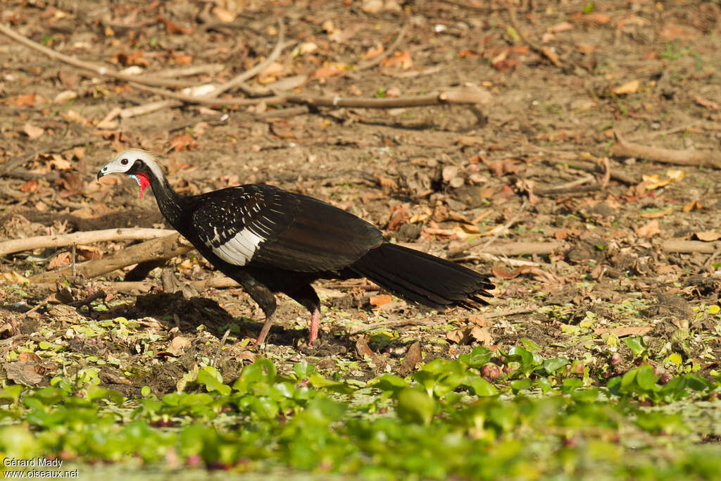 Red-throated Piping Guanadult, identification