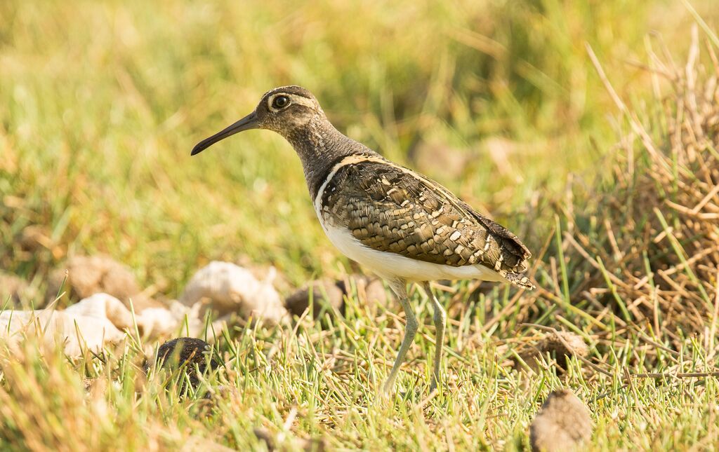 Greater Painted-snipe male adult, identification