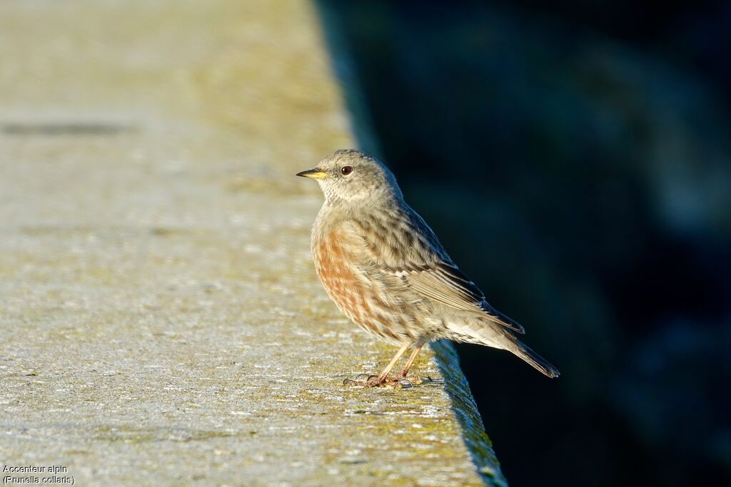 Alpine Accentor